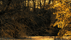 Reserved winter kiss poetry