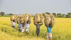 Bangladesh paddy farmers mostafa sabuj.jpg
