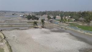 Shrimp farming in the coastal region