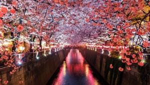 5 scenic Asian spots where cherry blossoms will take your breath away            sora-sagano-8sozj8jf0s8-unsplash.jpg