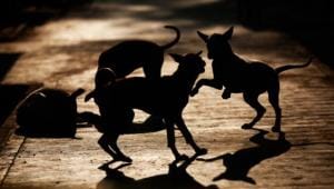 dog killing incident in Dhaka