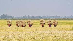 new rice varieties approved in bangladesh