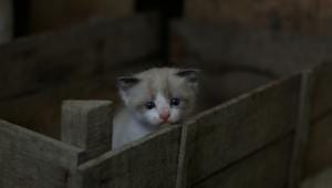 Why are we hurting the cats that need us most?        george-bonev-ecbbbfnpeya-unsplash.jpg