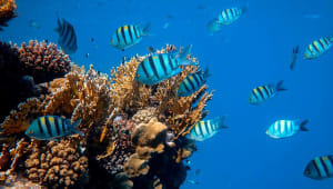 World Oceans Day.jpg