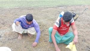 Faridpur and Rajbari onion growers suffering news.jpg
