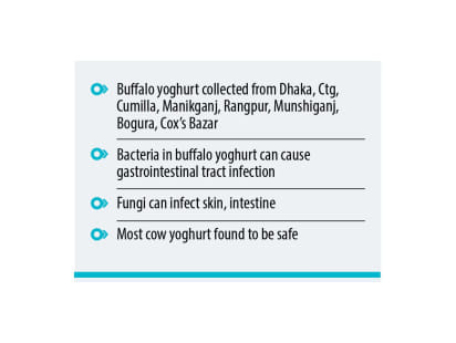 buffalo-yoghurt-bacteria-2.jpg