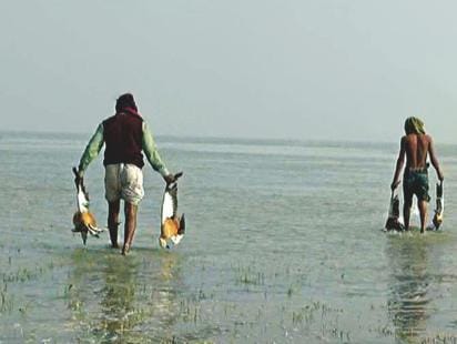 Poaching With Poison