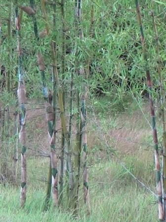 Madaripur Bamboo Cultivation (4).jpg