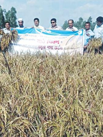 Productive purple paddy.jpg