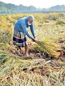 paddy-harvest.jpg