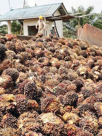 palm-oil-fruits.jpg