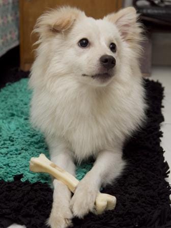 Tips to take care of your elderly pets