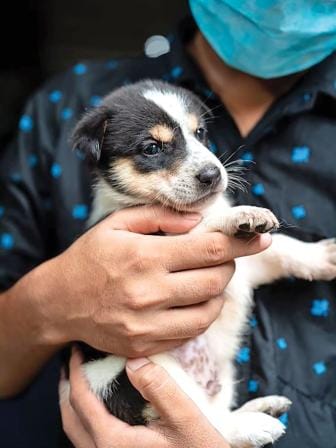 plight of stray animals in Dhaka