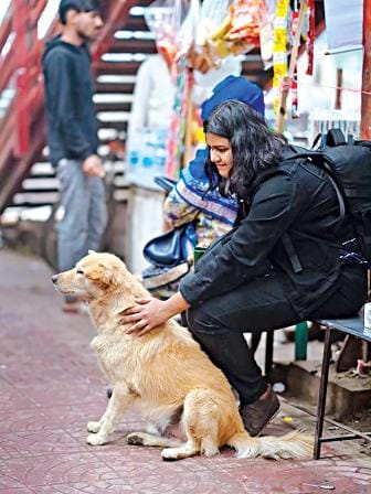  plight of stray animals