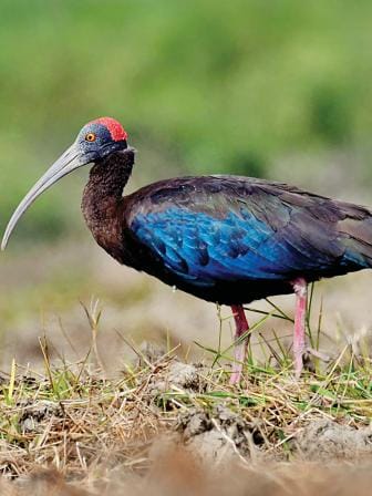 red-naped-ibis-wandering.jpg