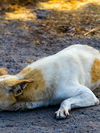 Cold weather puts animals at risk—here’s what you can do    vd-photography-32ifkzcrlyc-unsplash.jpg