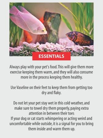 ensuring_a_pet_friendly_winter