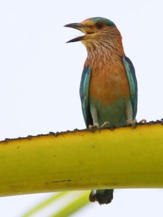 indian_roller.jpg