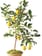 lemon tree