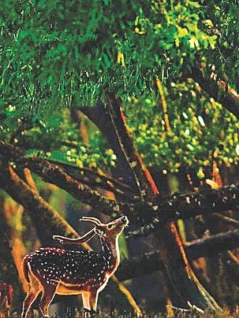 sundarbans beauty 1.jpg