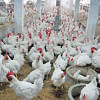 Poultry producers urge govt to fix egg, chicken prices Poultry producers urge govt to fix egg, chicken prices