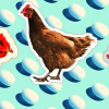 Government fixes chicken and egg prices Government fixes chicken and egg prices