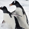 Antarctic penguins