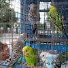 Indian bird seller Indian bird seller