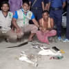 wild birds dead wild birds dead