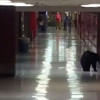 black bear
