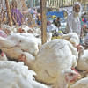 The broiler chicken has seen an increase in price at the farmer level over the past one week while there is also a shortage in market against the demand The broiler chicken has seen an increase in price at the farmer level over the past one week while there is also a shortage in market against the demand
