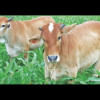 cattle cattle