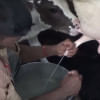 pesticides in milk pesticides in milk