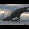 crow in heat wave crow in heat wave