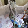 dengue fever patients dengue fever patients