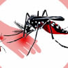 Aedes Mosquito Aedes Mosquito