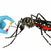 Eden college student dies of dengue fever Eden college student dies of dengue fever