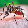 Dengue in Dhaka Dengue in Dhaka
