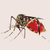 dengue fever in bangladesh dengue fever in bangladesh