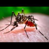 How to prevent dengue fever How to prevent dengue fever