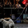 Dog meat festival Dog meat festival