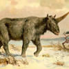Siberian unicorn
