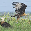 Fish Eagles
