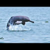 Halda dolphin Halda dolphin