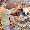 Hazaribagh tanners to pay compensation Hazaribagh tanners, compensation for environmental damage, HC