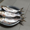 Hilsa fishing banned in Laxmipur Hilsa fishing banned in Laxmipur