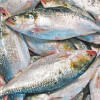 Hilsa fish Hilsa fish