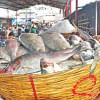 Hilsa Fish Hilsa Fish