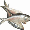 Hilsa fish Hilsa fish