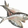 Hilsa Fish habitats under threat Hilsa Fish habitats under threat